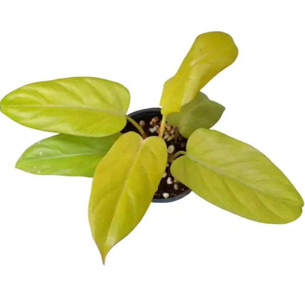 Philodendron Golden Erubescens - Image 3