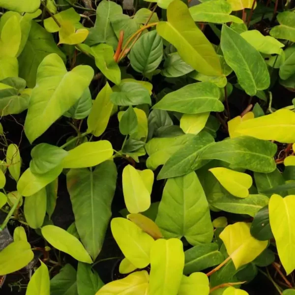 Philodendron Golden Erubescens - Image 2