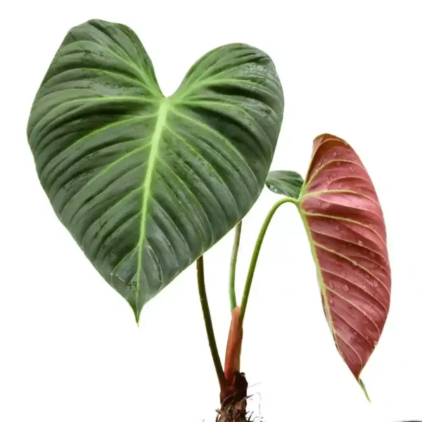 Philodendron El Choco Red- Rare Plant - Image 3