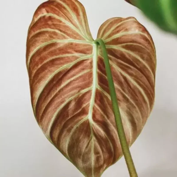 Philodendron El Choco Red- Rare Plant - Image 2