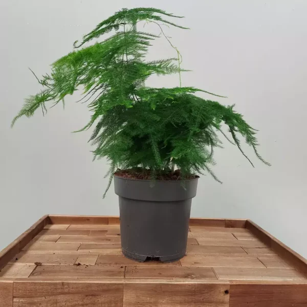 Asparagus plumosus (Asparagus Fern) - Image 3