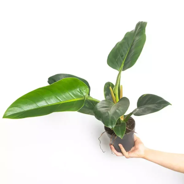 Philodendron Green Congo - Image 3