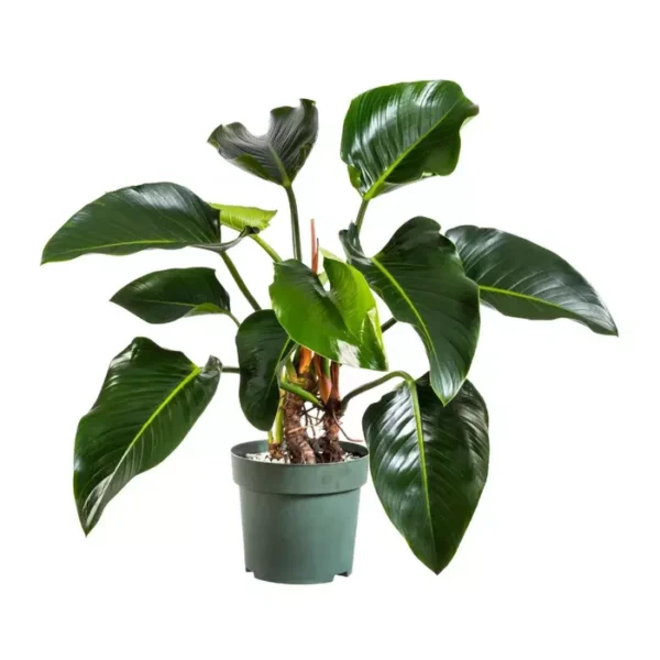 Philodendron Green Congo - Image 2
