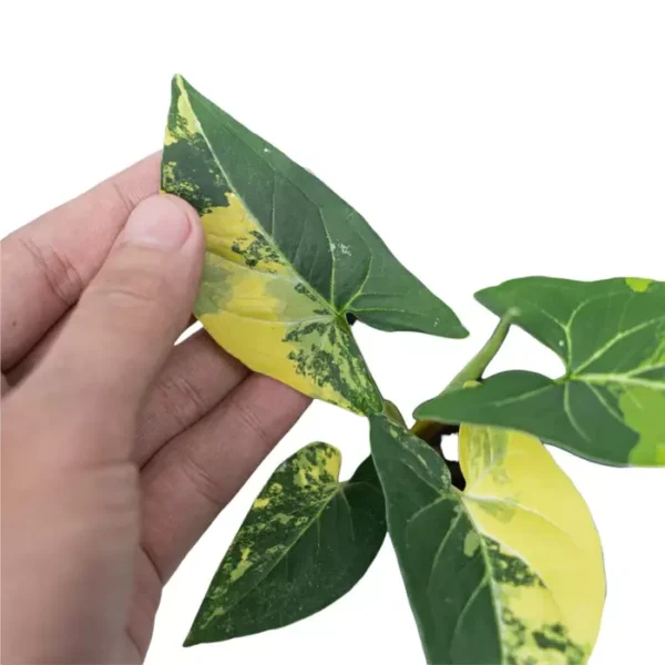 Syngonium Aurea Variegated- Rare Plant - Image 2