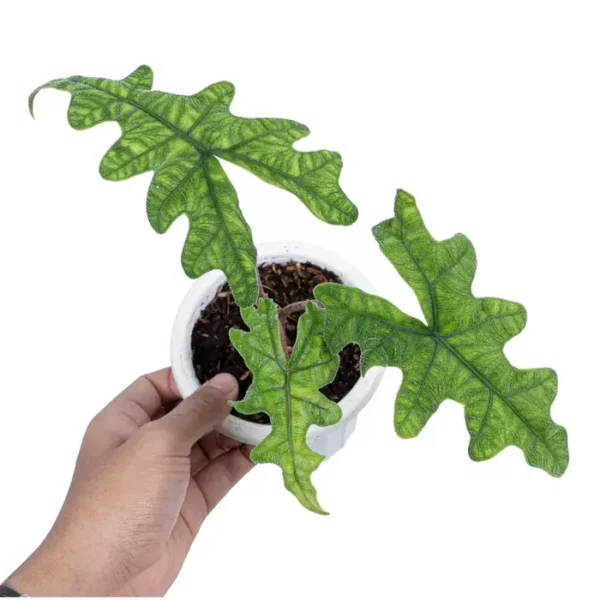 Alocasia Jacklyn - Rare Plant - Image 3