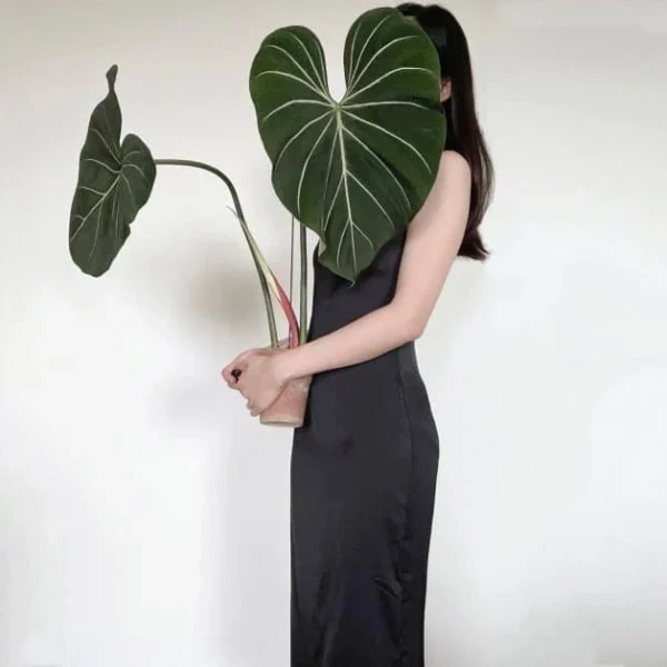 Philodendron Gloriosum Zebra - Rare - Image 2