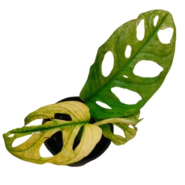 Monstera Adansonii Variegated Aurea (VERY RARE) - Image 2