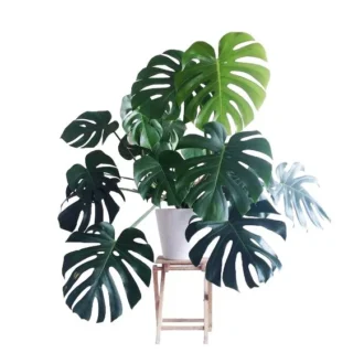 Monstera Deliciosa Live Plant