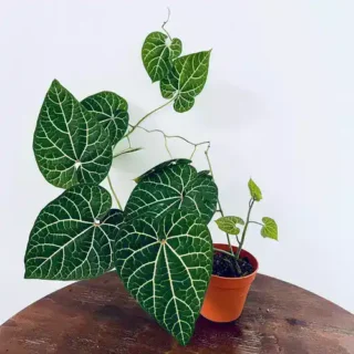 Aristolochia Leuconeura - Rare Plant