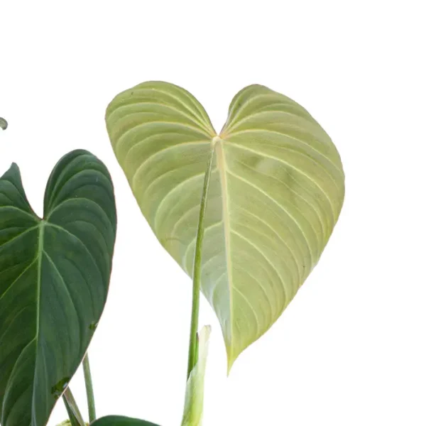 PHILODENDRON GLORIOUS- Rare - Image 2