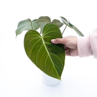 PHILODENDRON GLORIOUS- Rare