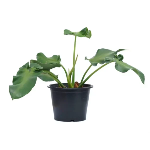 Philodendron Rugosum Aberrant Form- Rare - Image 3