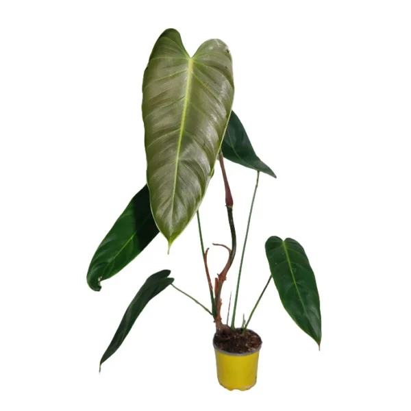 Philodendron Esmeraldense- Rare - Image 3