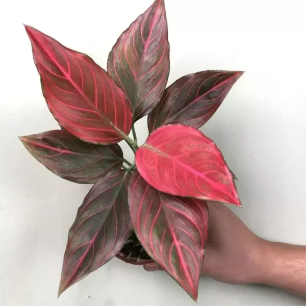 Red Vein Aglaonema - Rare - Image 2