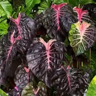 Colocasia Psylocke - Rare