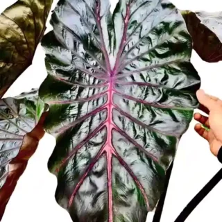 Colocasia Naga Bles - Rare