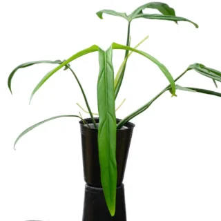 Philodendron Paloraense (Bigplant) - Rare