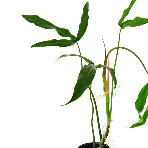 Philodendron Paloraense (Bigplant) - Rare - Image 2