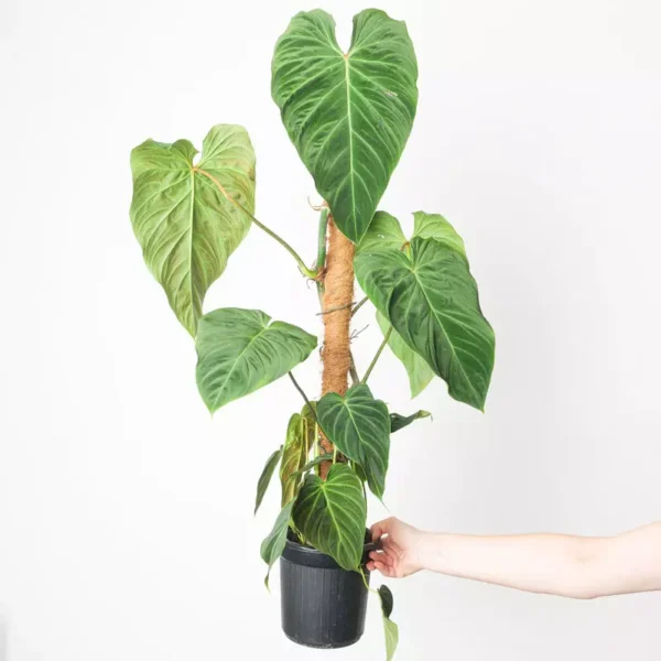 Philodendron 'Splendid' (melanochrysum x verrucosum)- Rare - Image 2