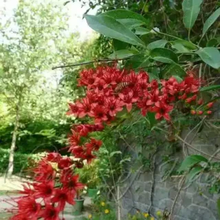 Combretum Coccineum
