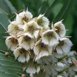 Elaeocarpaceae