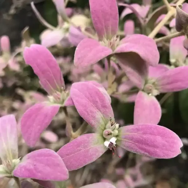 Congea Tomentosa- Pink Petrea - Image 2