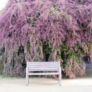 Congea Tomentosa- Pink Petrea