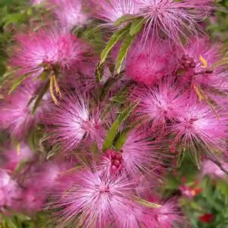 Calliandra Surinam