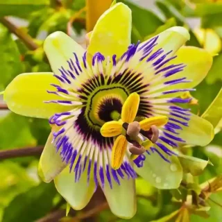 Passiflora Yellow Plant - Passiflora Holosericea, Passion Flower, Krishnakamal