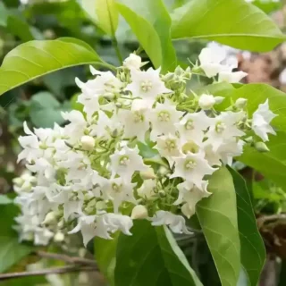 Vallaris Glabra
