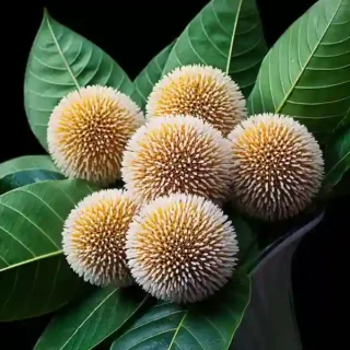 Kadamba Tree