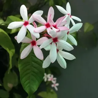 Kopsia Fruticosa Plant