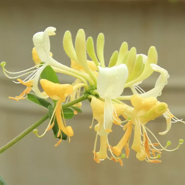 Honeysuckle Vine 'Scentsation' - Image 2