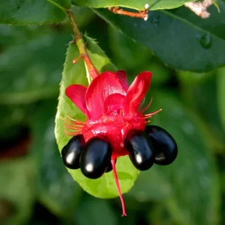 Mickey Mouse Plant