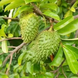 Soursop Tree