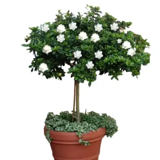 Gardenia ,Gandharajan plant