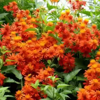 Mexican Flame Vine, Orangeglow Vine