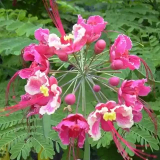Rare Pride of Barbados | Peacock Caesalpinia pulcherrima rosea plant