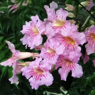 Podranea Ricasoliana, Pink trumpet vine