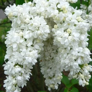 Manimulla, Zinfandel, White Lilac