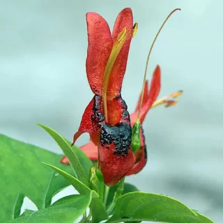 Ruttya fruticosa Orange Rabbit Ears, Orange Bird, Hummingbird plant