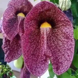 Aristolochia Gigantea 'Brasiliensis' Pelican Flower aka Brazilian Dutchman's Pipe
