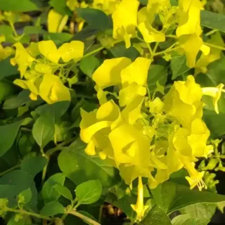 Yellow Chinese Hat Plant, Cup and Saucer Plant, Parasol Flower