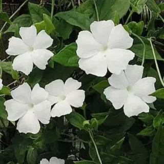 Thunbergia Fragrans (Thunbergia White gem) | Sweet Clockwine Plant
