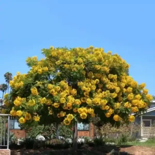 Cassia Biflora Flower Plant
