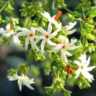 Pavizha Malli, Parijat, Night-flowering Jasmine or Coral Jasmine, Nyctanthes arbor-tristis
