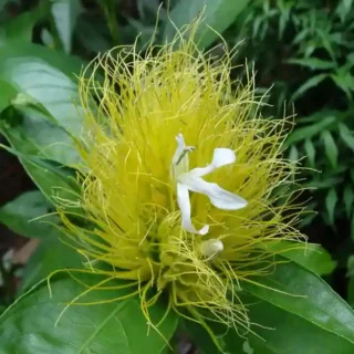 Schaueria Calycotricha, Schaueria flavicoma, Justicia flavicoma plant