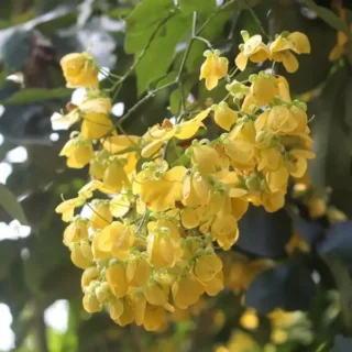 Canadian Konna, Cassia fistula, Golden Shower Tree