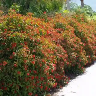Hamelia Patens, Corail, Fire Bush
