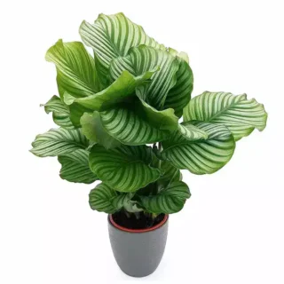 CALATHEA ORBIFOLIA PLANT